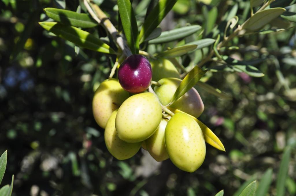 וילסימיוס B&B I Graniti Sardi מראה חיצוני תמונה